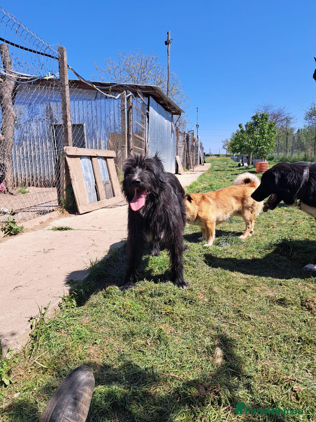 Mixed Breed dogs for adoption: SANDRA, a superb young girl - for a Loving Home - Image 7