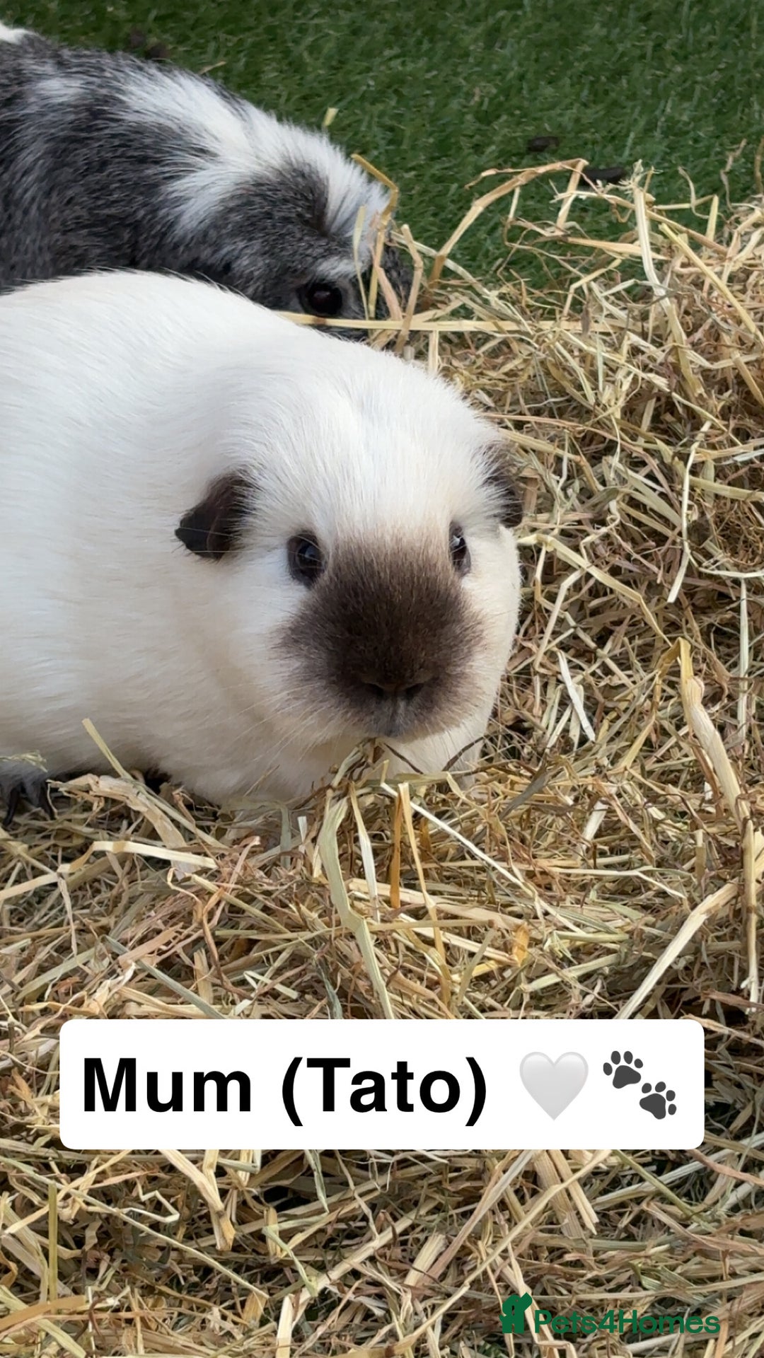 Guinea Pig rodents for sale: Young bonded male guinea pigs 🩶🤍 - Advert 9