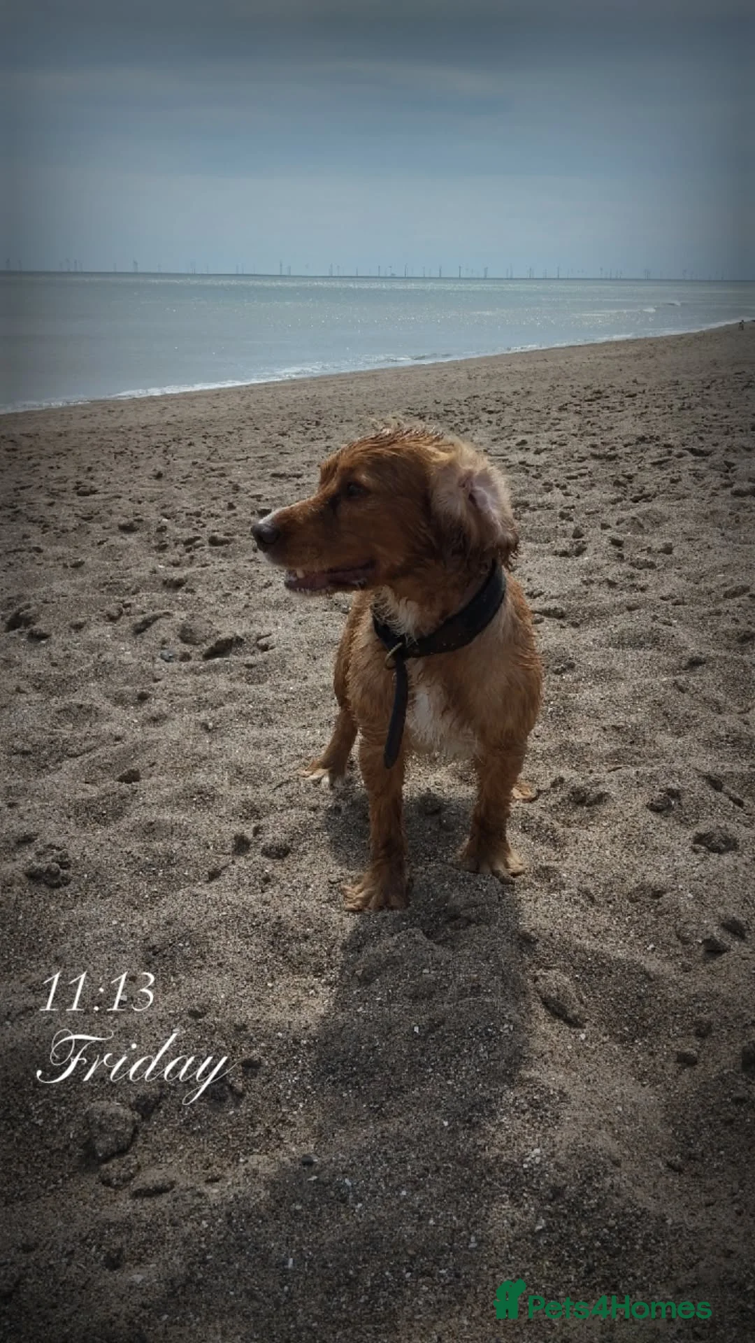 Cocker Spaniel dogs for stud: Proven working cocker spaniel stud very well bred in Sutton-in-Ashfield - Advert 6