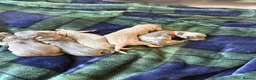 Miniature Dachshund dogs for sale: 🐾🤎✨ Miniature Dachshunds puppies ✨🤎🐾  in North Shields - Advert 23