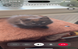 Ragdoll cats for sale: Ragdoll dad Persian cross mum - Image 3