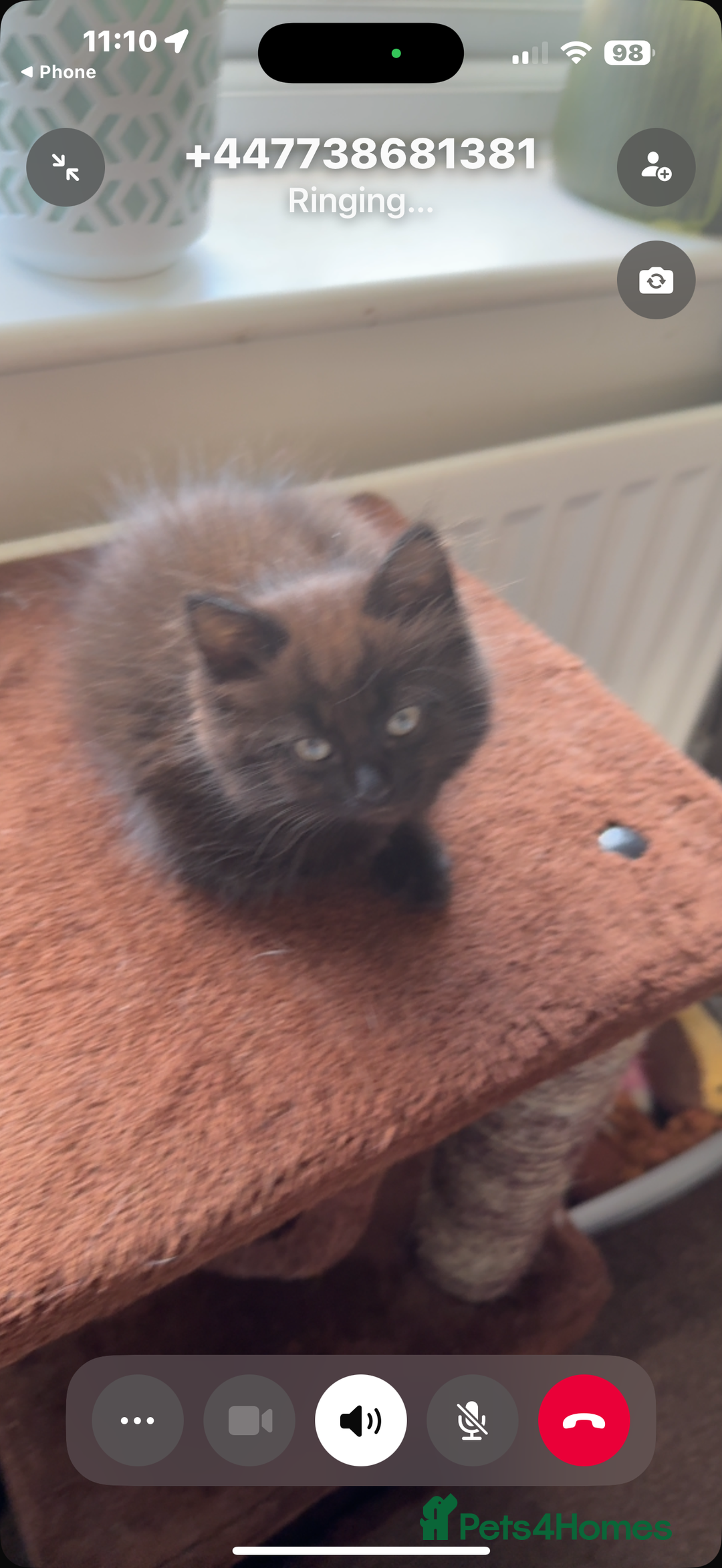Ragdoll cats for sale: Ragdoll dad Persian cross mum - Image 3