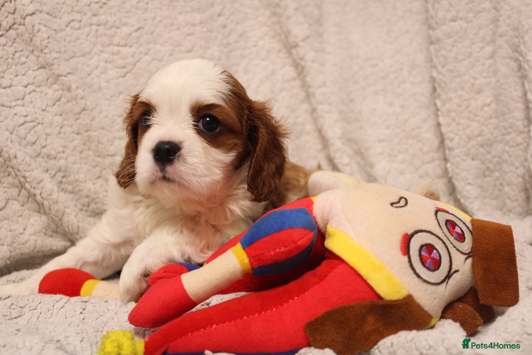 Cavalier King Charles Spaniel dogs for sale: Beautiful Cavalier king charles spaniel puppies - Image 10