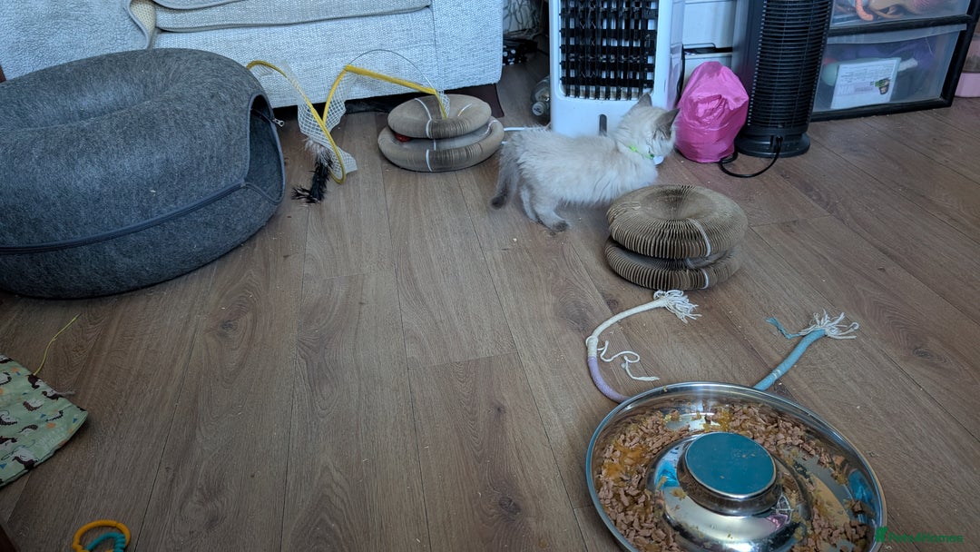 Ragdoll cats for sale: 5 Ragdoll Kittens for Sale - Image 9