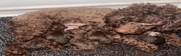 Miniature Poodle dogs for sale: One Chocolate Phantom Boy  - Advert 4