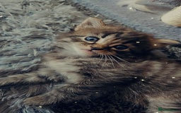 Maine Coon cats for sale: 3 main coon mix kittens - Image 7