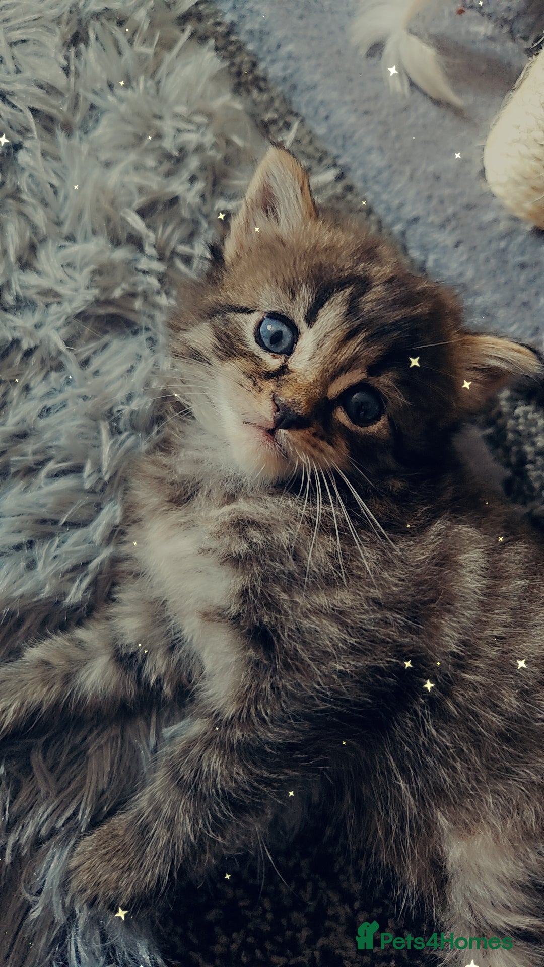 Maine Coon cats for sale: 3 main coon mix kittens - Image 7