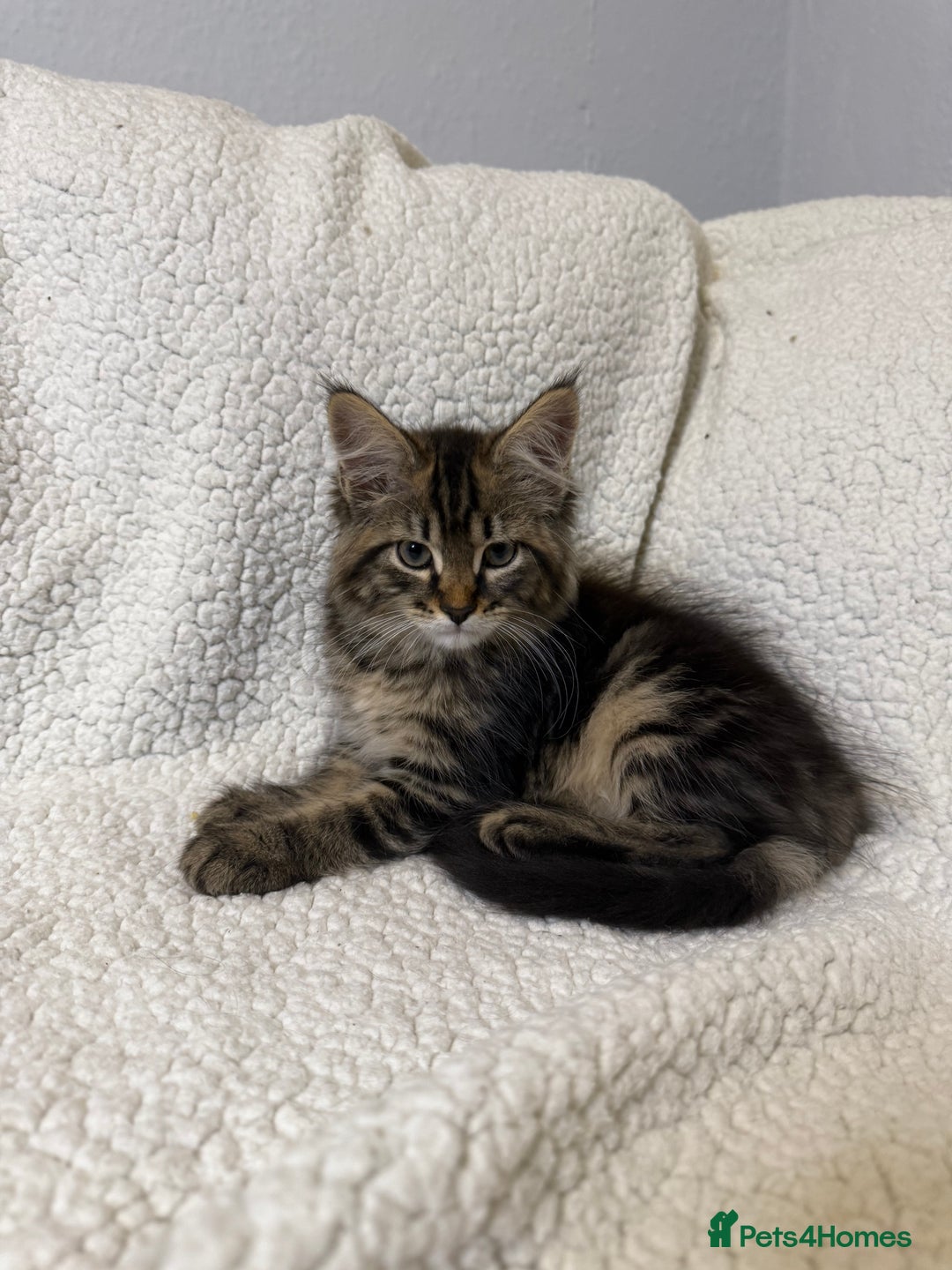 Mixed Breed cats for sale: Stunning Maine Coon x Norwegian Forest Kittens  - Image 14