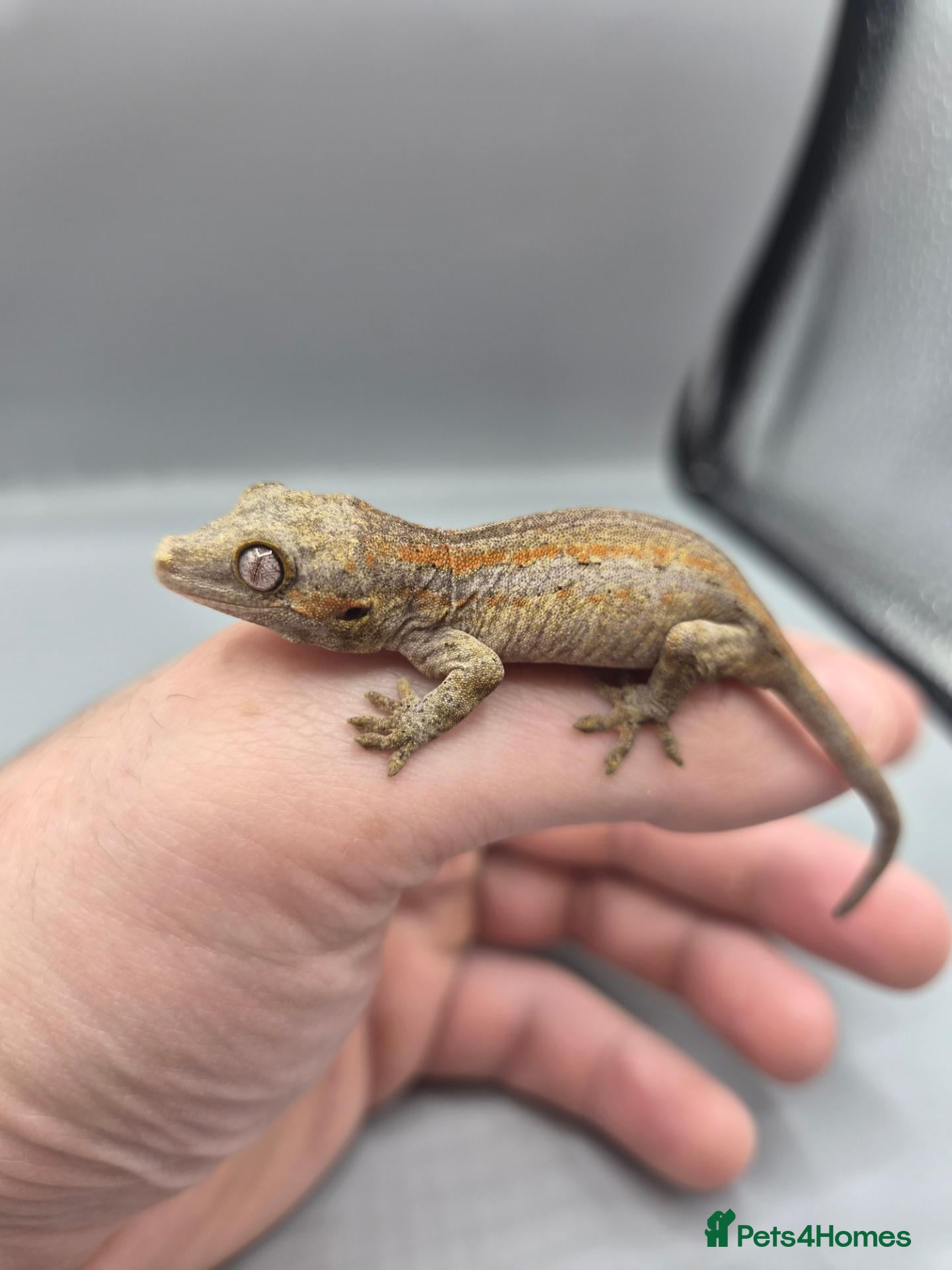 Gecko reptiles Red and orange striped gargoyle gecko  - Advert 2