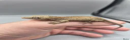 Gecko reptiles for sale: Red and orange striped gargoyle gecko  - Advert 1