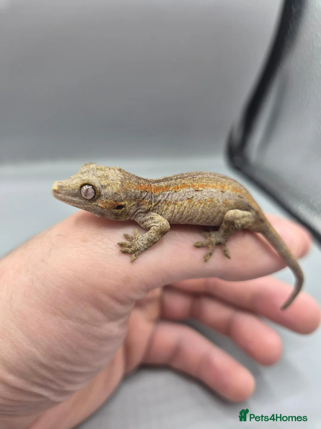 Gecko reptiles for sale: Red and orange striped gargoyle gecko  - Advert 1