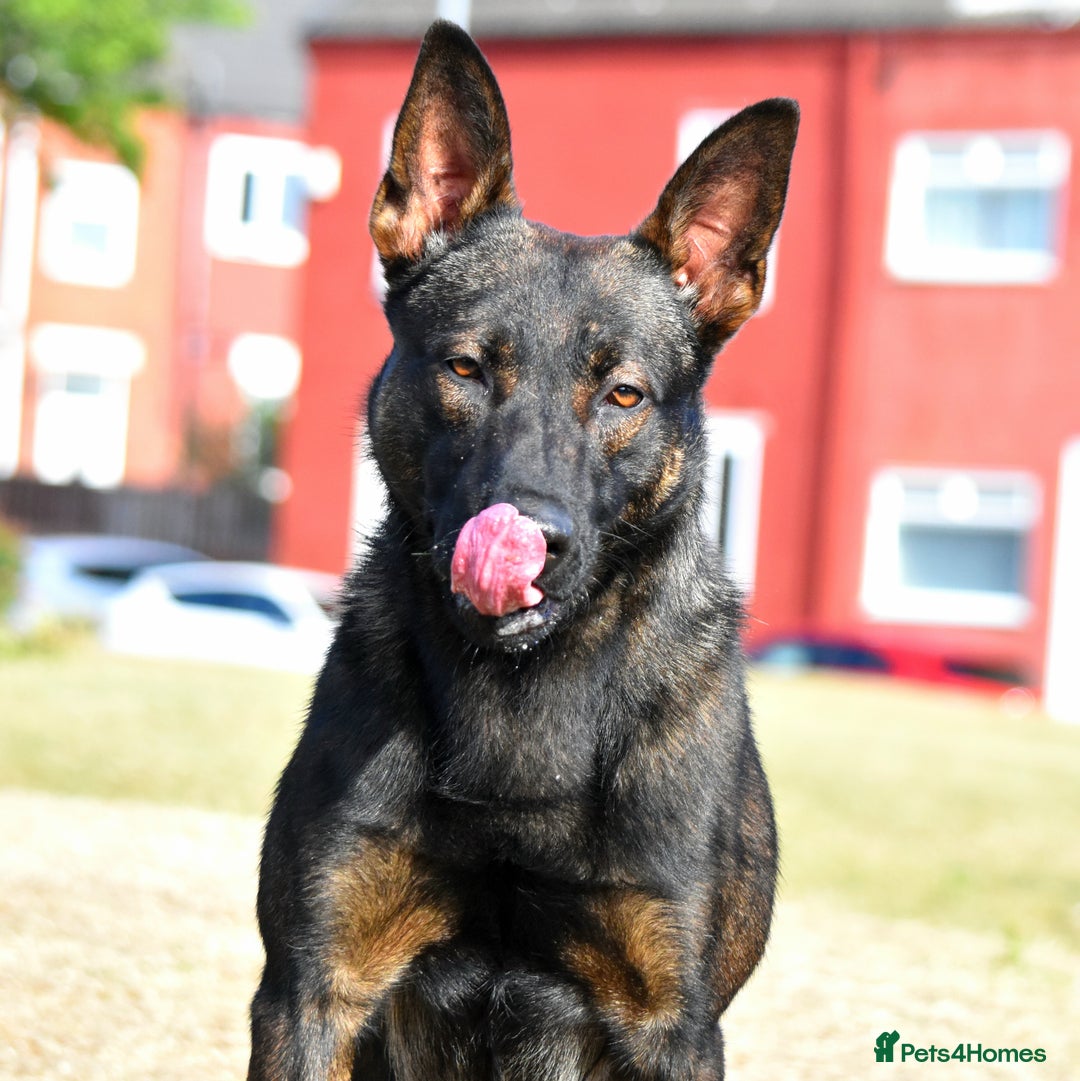 Mixed Breed dogs for sale: Bullherders top working lines  - Advert 38