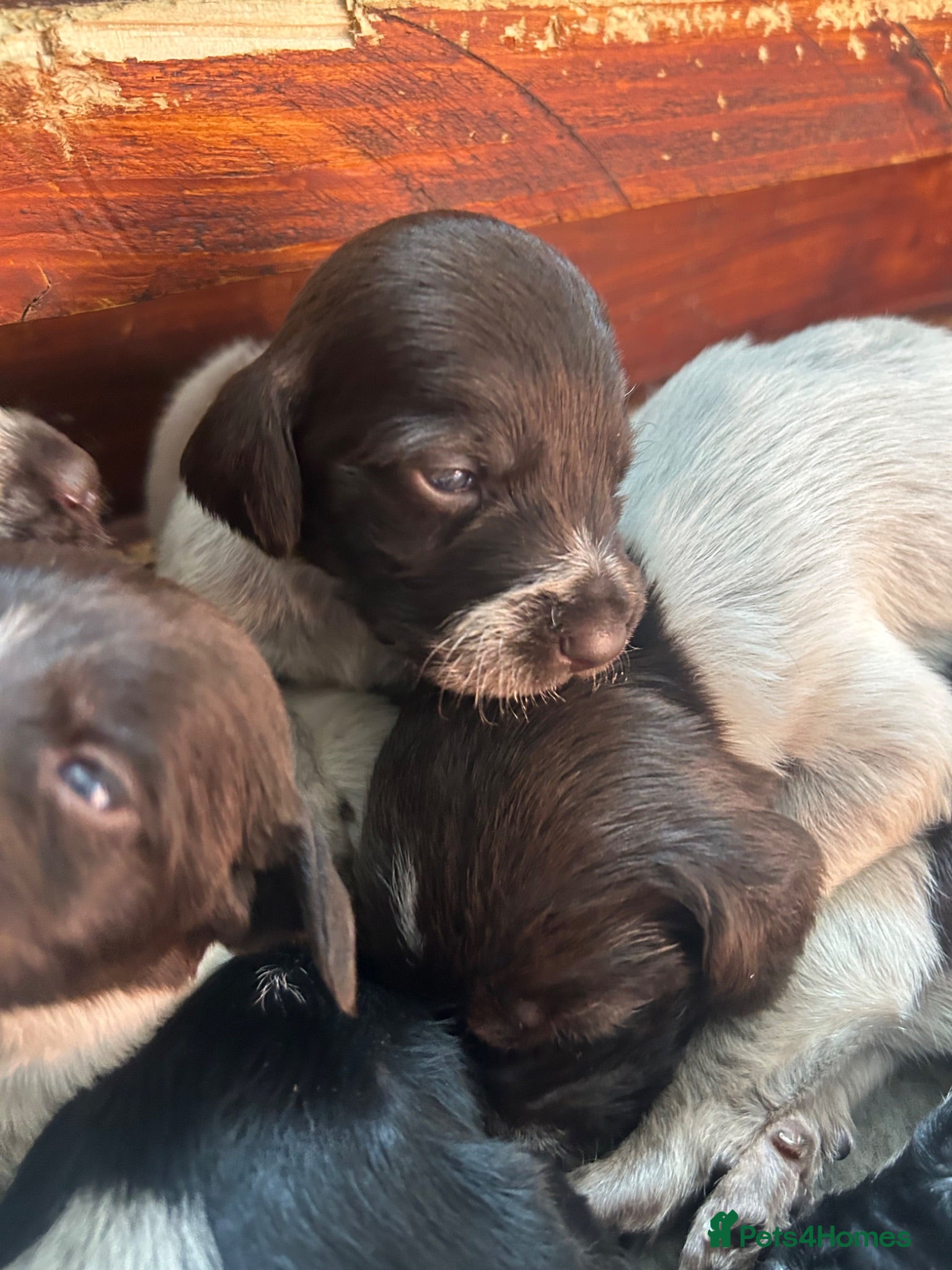 German Wirehaired Pointer dogs German Wirehaired Pointer Puppies For Sale - Advert 2