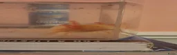 Axolotl reptiles for sale: Golden Albino Axolotl baby - Advert 1