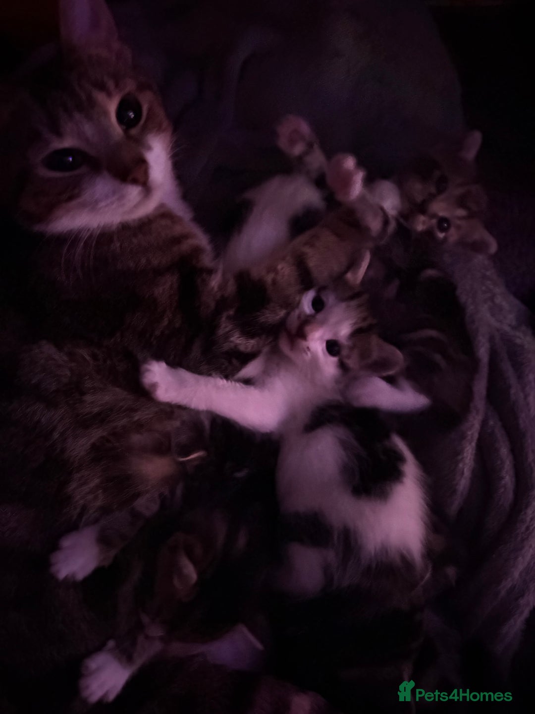 Mixed Breed cats for sale: Kittens for sale :) - Advert 2