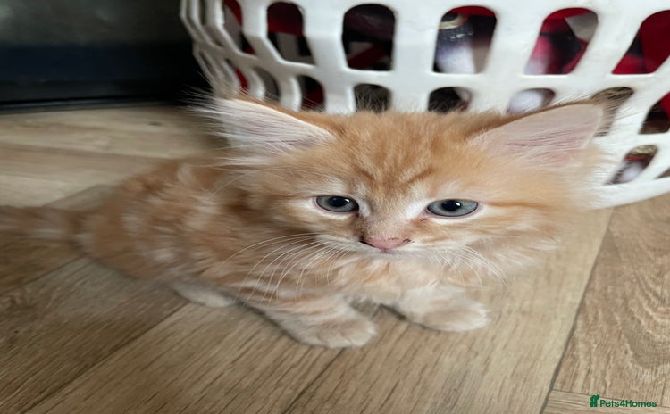 Mixed Breed cats - Advert 2