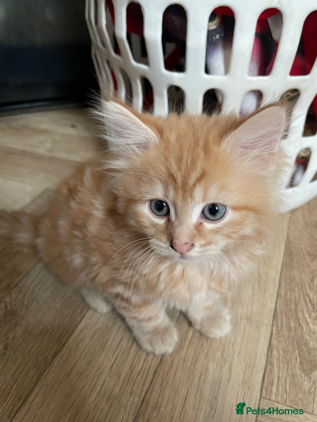 Mixed Breed cats for sale: 5 playful kittens looking for their forever homes  - Image 1