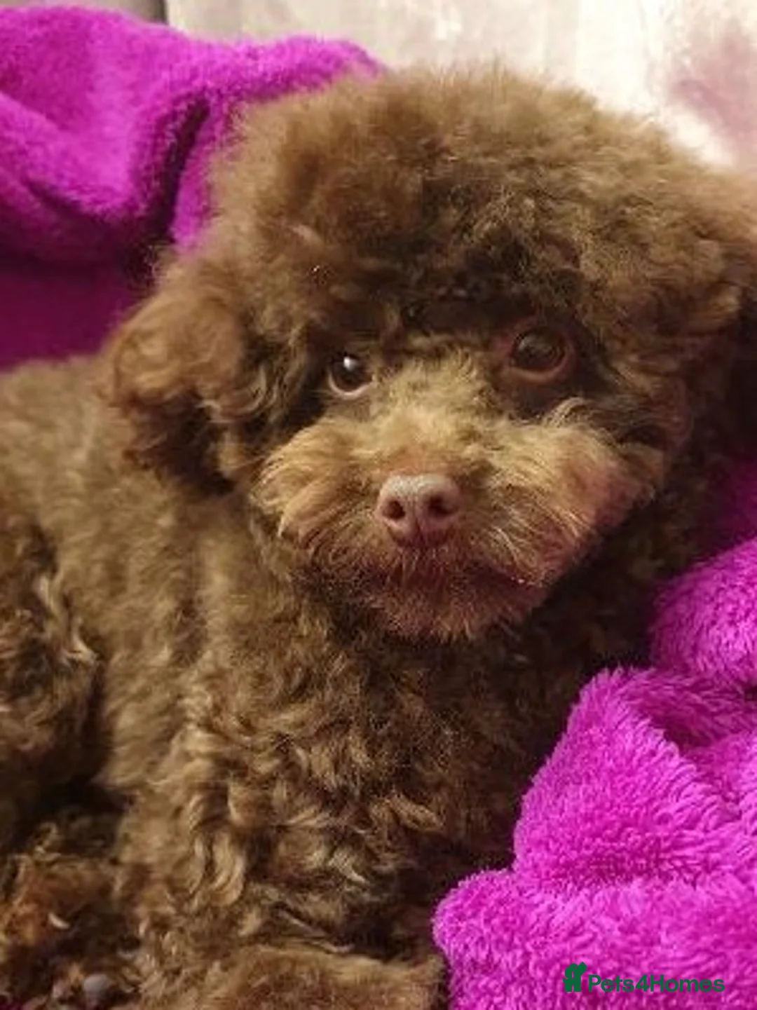 Poodle dogs for stud: Tiny kc reg chocolate toy poodle.STUD ONLY! in Lincoln - Advert 1