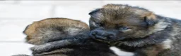 German Shepherd dogs for sale: ** Elite Working GSDs – KC Reg, Health Tested ** - Advert 15