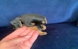 Mixed Breed dogs for sale: Miniature Dacshund/Miniature Yorkie ❤️❤️❤️ - Image 15