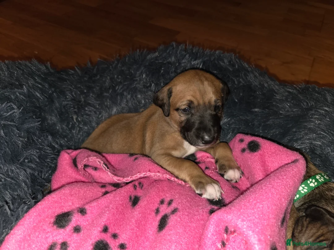 Mixed Breed dogs for sale: Saluki x lurcher hybrid  - Advert 5