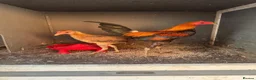 Chickens poultry for sale: Modern Game bantam chickens pair of  - Advert 1
