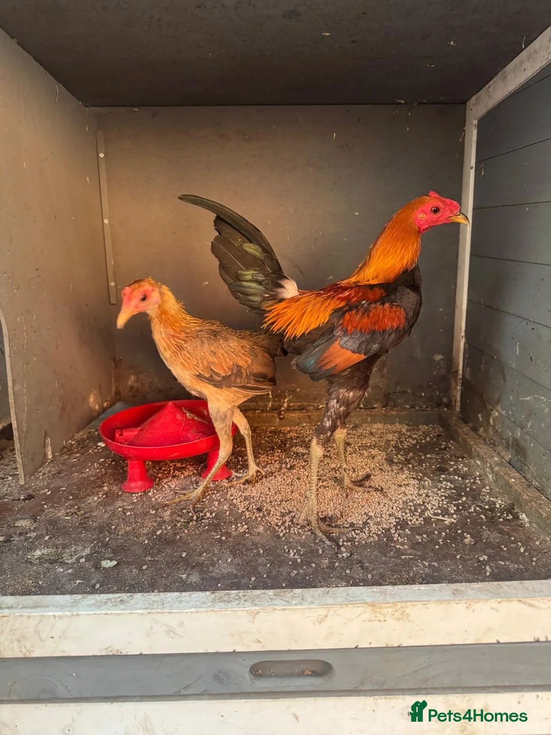Chickens poultry for sale: Modern Game bantam chickens pair of  - Advert 1