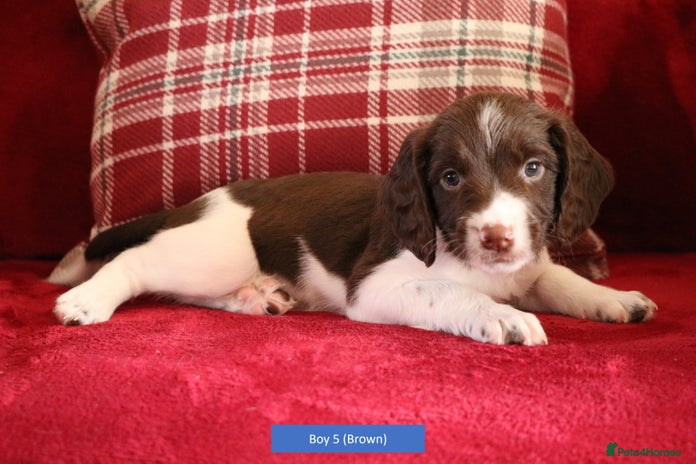 English Springer Spaniel dogs - Advert 13