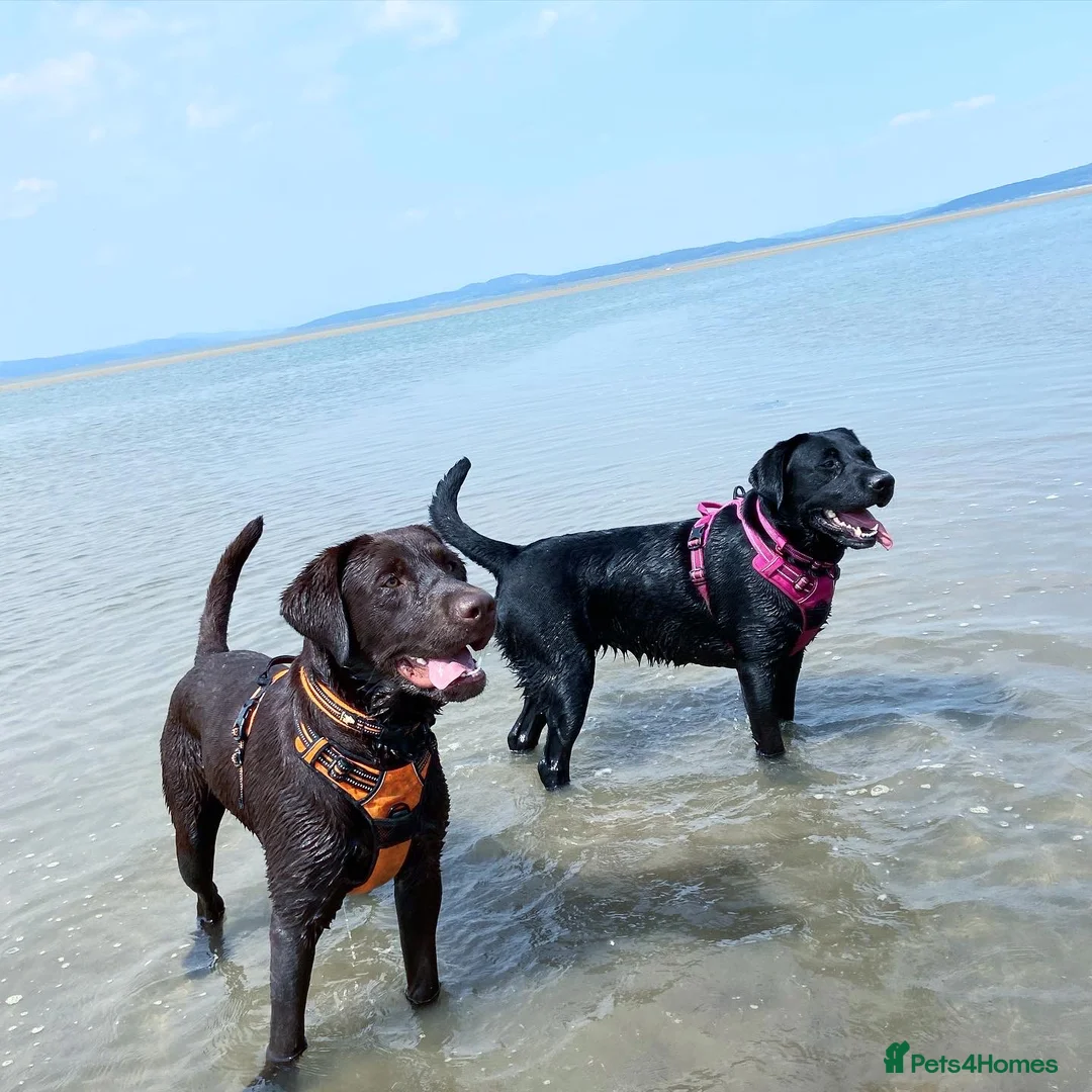 Labrador Retriever dogs for stud: Chocolate Labrador For Stud in Burnley - Advert 4