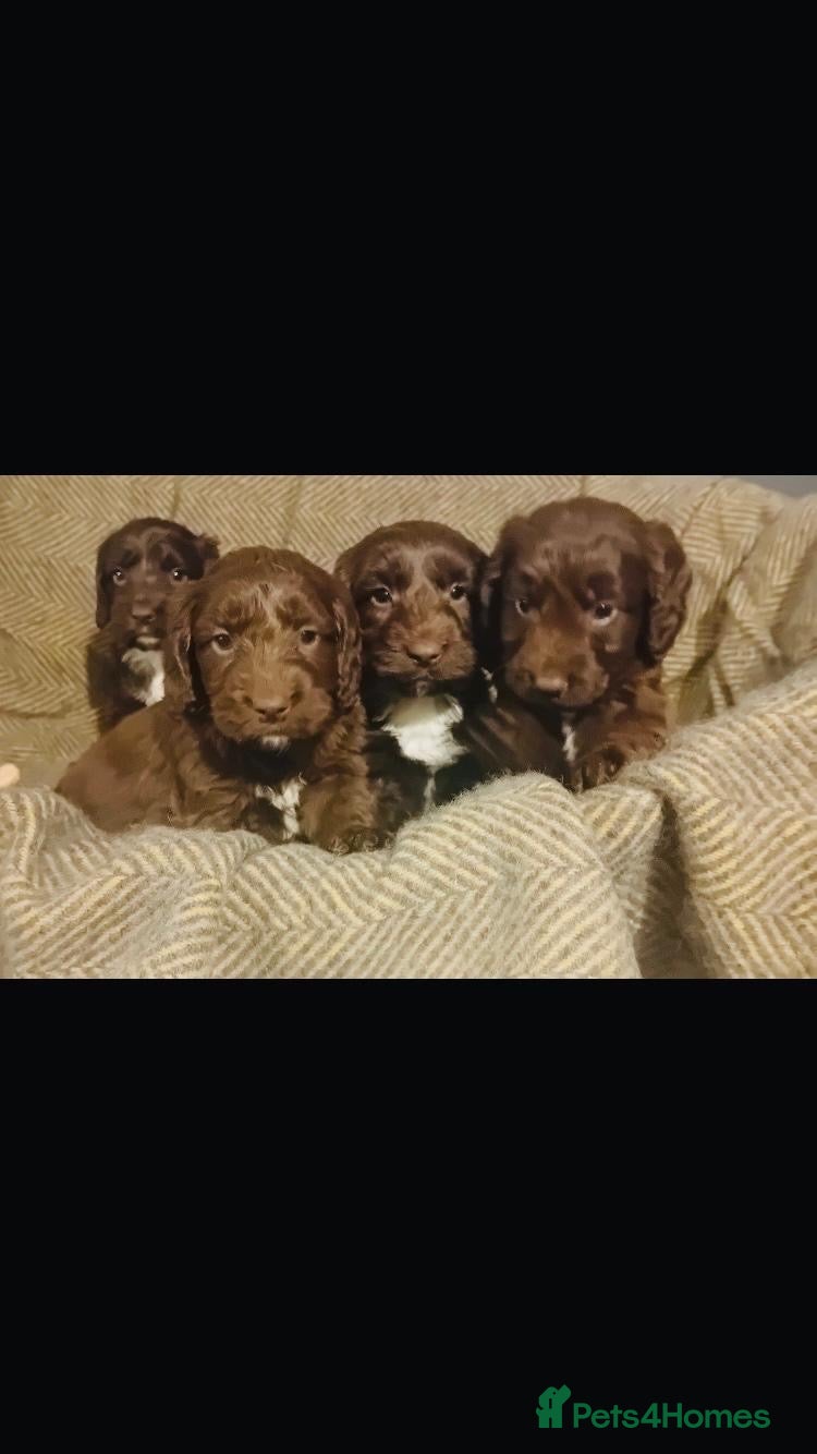 Sproodle dogs Sproodle puppies - Advert 9