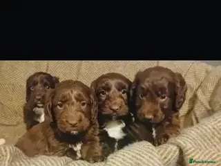 Sproodle dogs Sproodle puppies - Advert 3