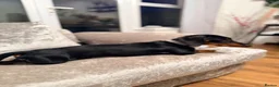 Dachshund dogs for sale: Dachshund 1 year 10 months Male  in Witham - Advert 9