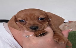 Miniature Dachshund dogs for sale: Miniture daschund puppies  - Image 10