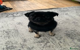 Pug dogs for sale: Molly the Pug - Advert 1
