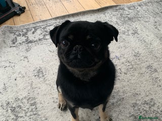 Pug dogs Molly the Pug - Advert 1