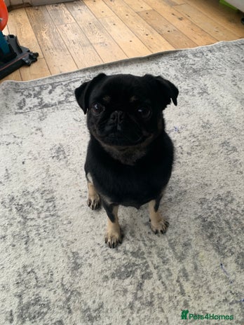 Pug dogs Molly the Pug - Advert 1