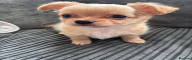 Chihuahua 1