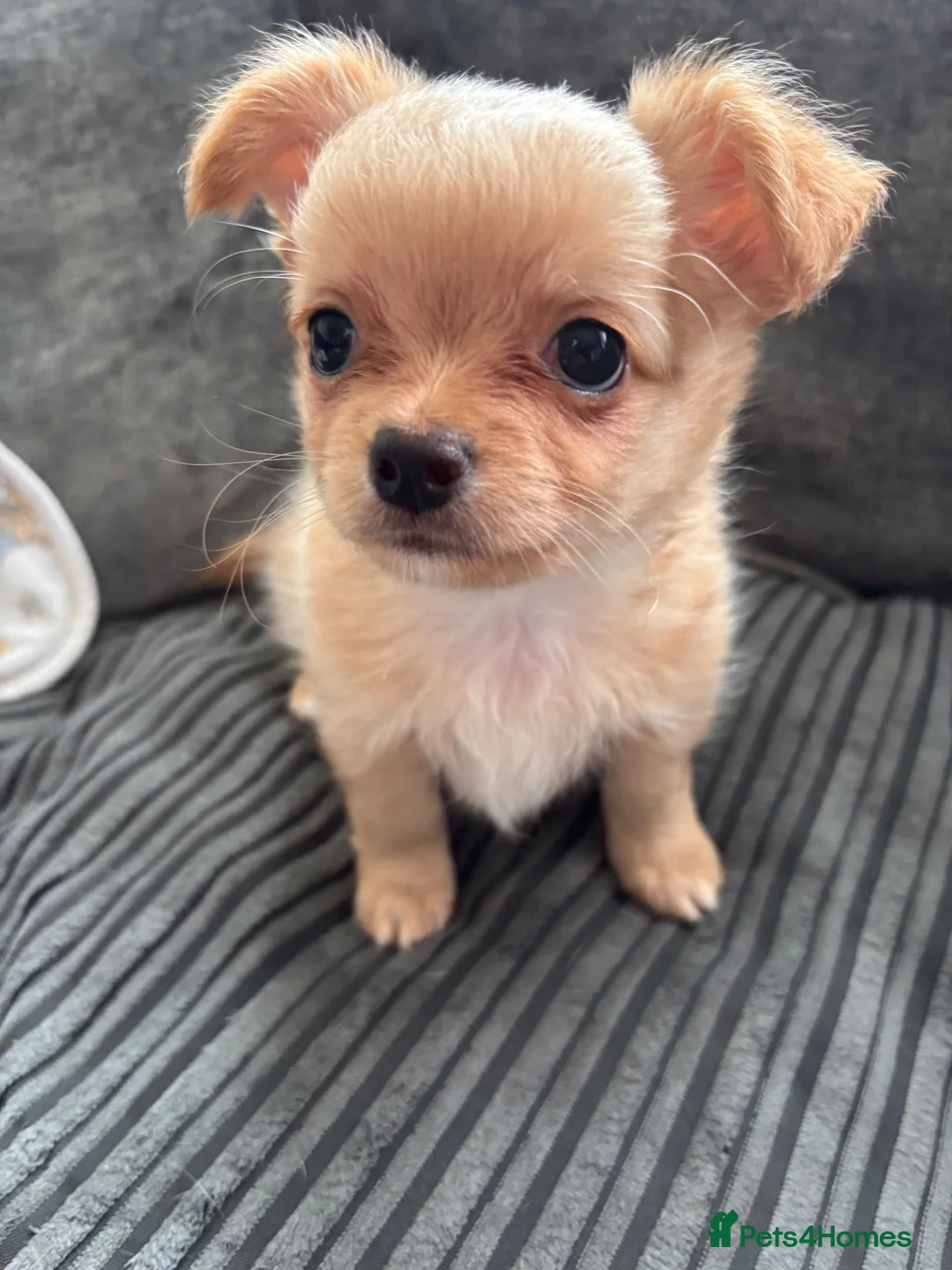 Chihuahua dogs for sale: Chihuahua puppies in Edinburgh - Advert 2