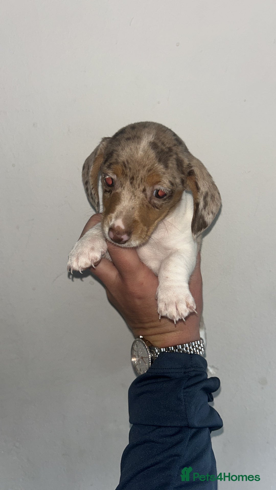 Dachshund dogs for sale: 🐾Dachshund puppies for sale 🐾 - Image 1