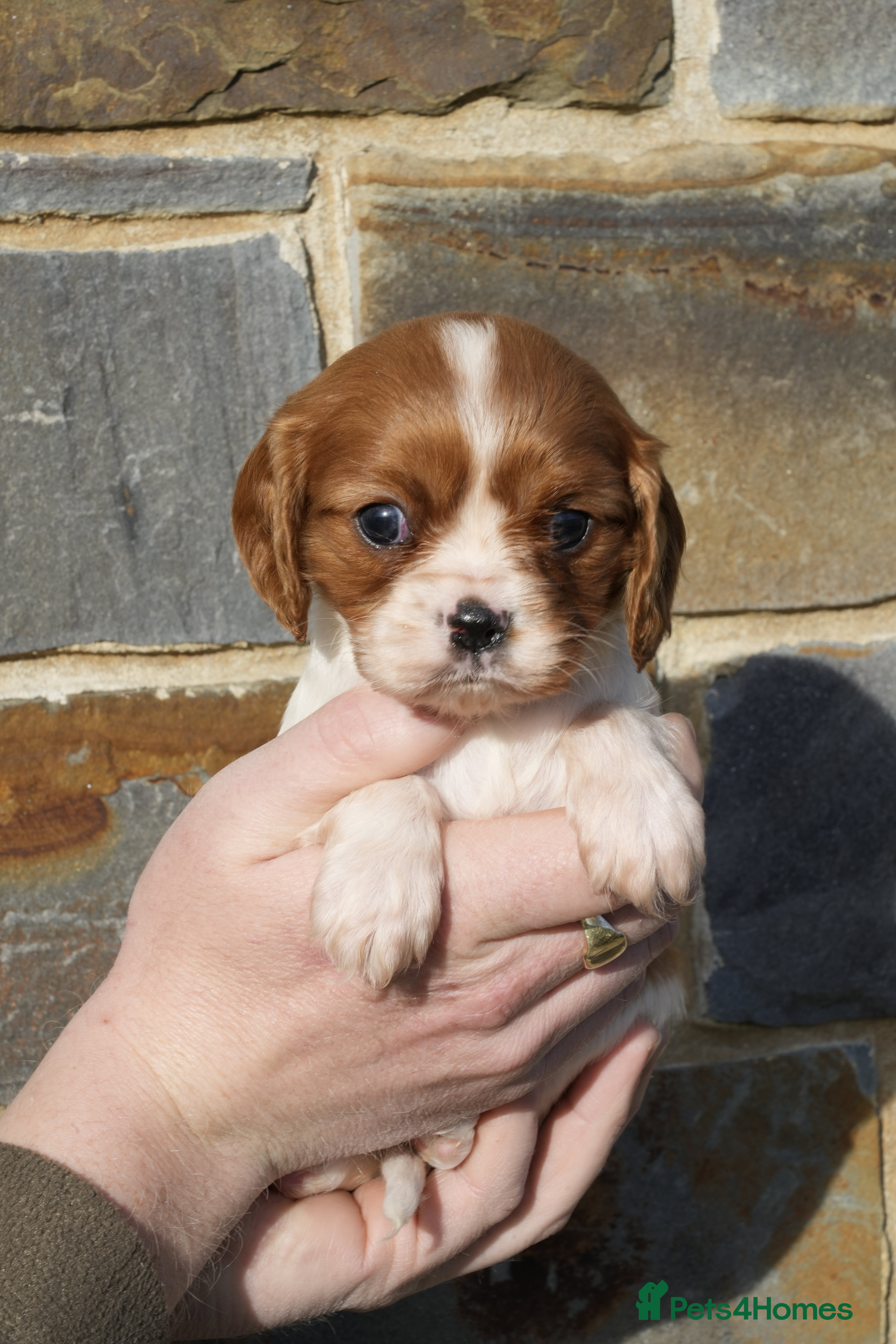 Cavalier King Charles Spaniel dogs ⭐️ Cavalier King Charles Puppies ⭐️ - Advert 8