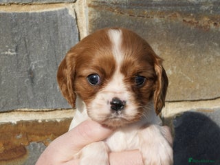 Cavalier King Charles Spaniel dogs ⭐️ Cavalier King Charles Puppies ⭐️ - Advert 2