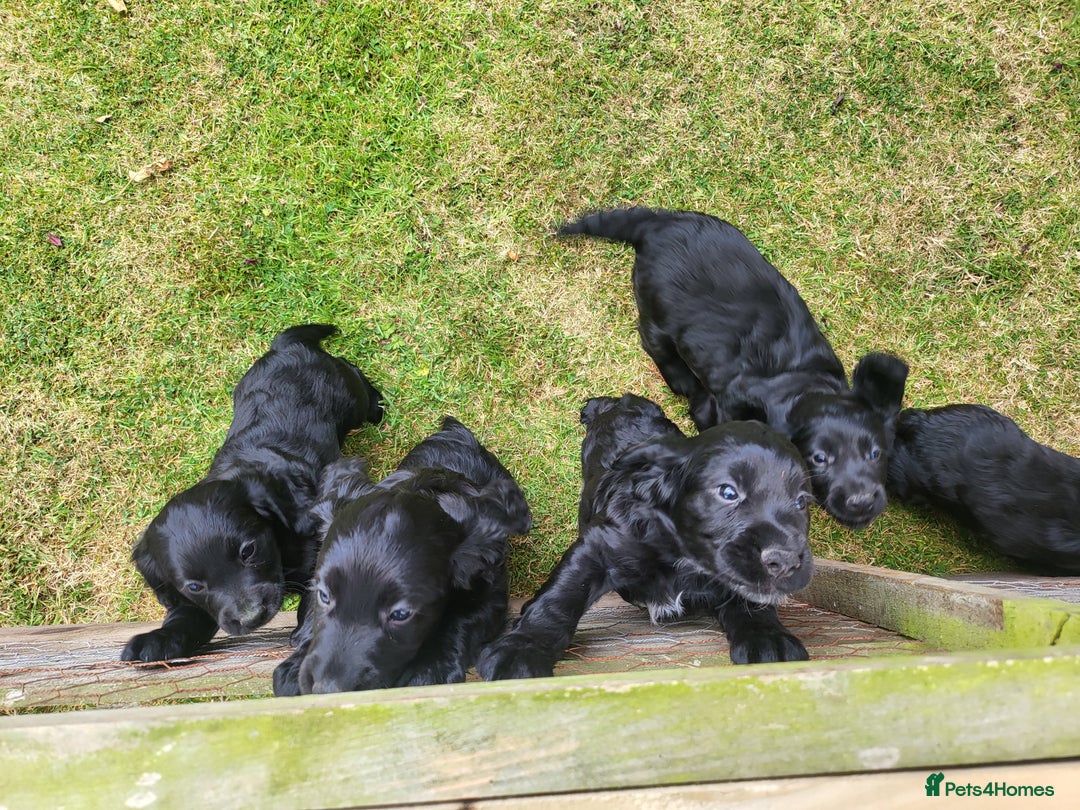 Cocker Spaniel dogs for sale: Beautiful Working Cocker Puppies - Image 15