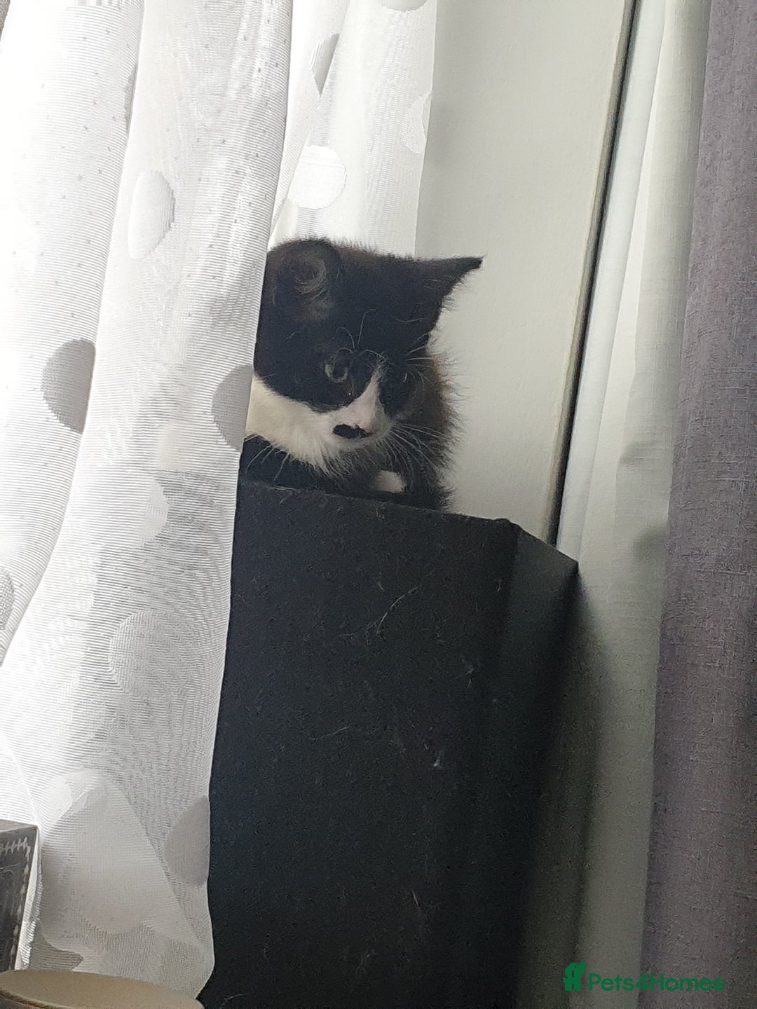 British Shorthair cats for sale: 1 boy 1 girl in London - Image 1