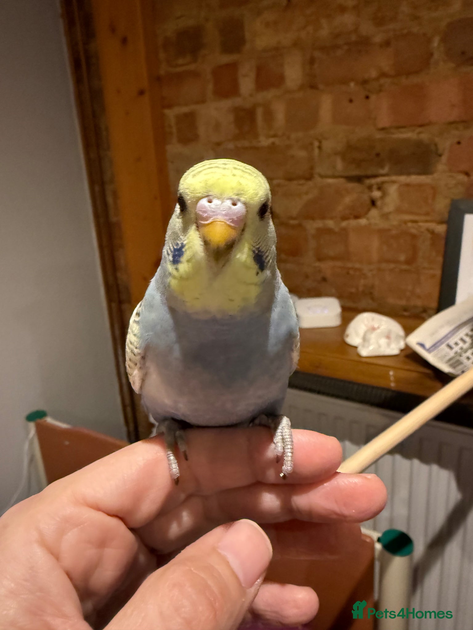 Budgerigars birds Baby budgies for sale - Advert 1