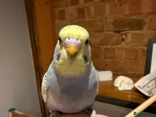 Budgerigars birds Baby budgies for sale - Advert 3