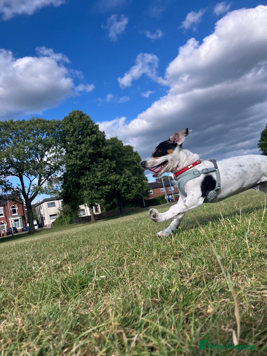 Mixed Breed dogs for sale: Jack Russell crossed -Max - Image 5