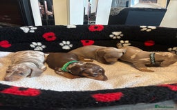 Dachshund dogs for sale: Miniature dapple chocolate boy puppies - Image 15