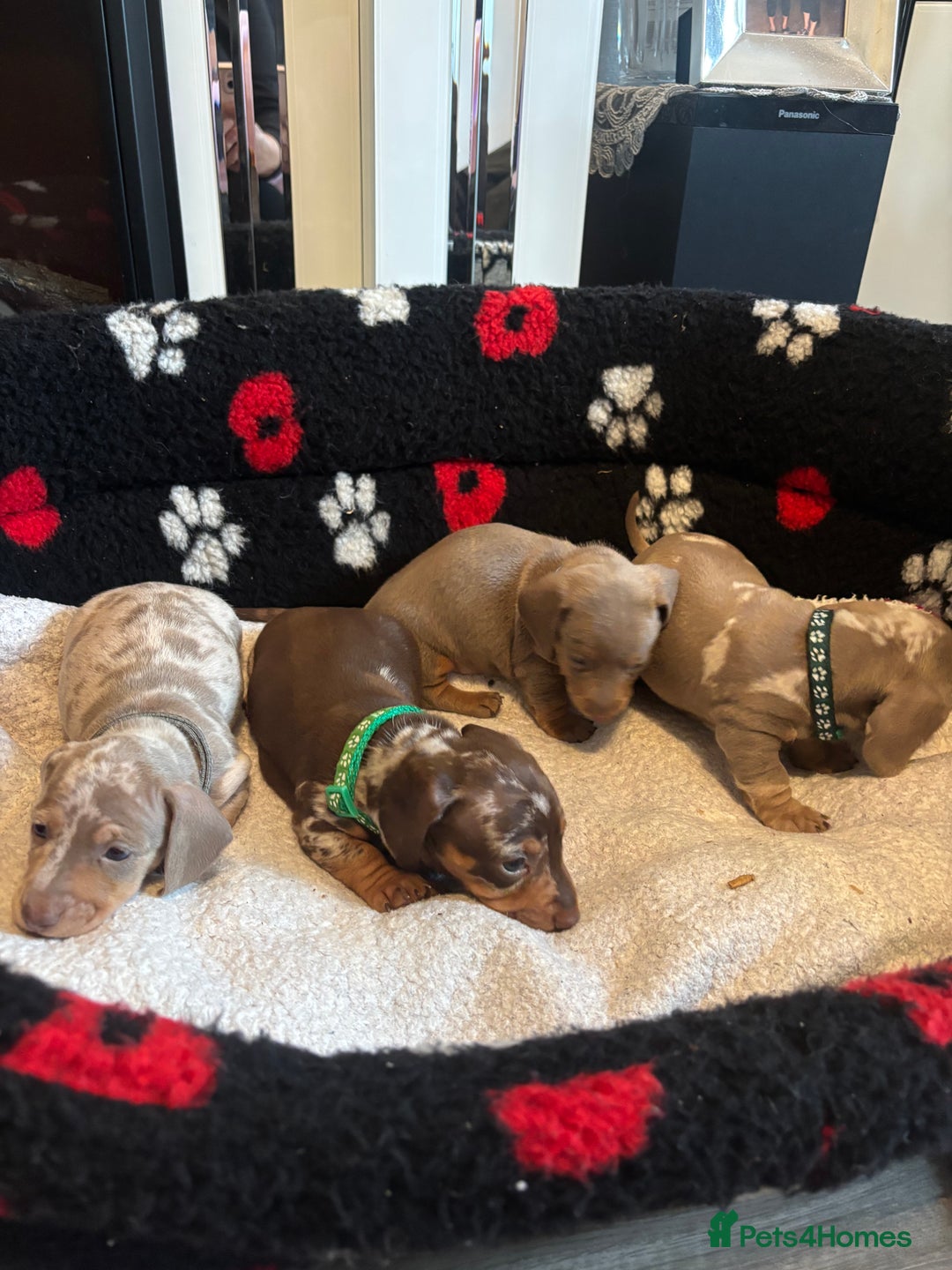 Dachshund dogs for sale: Miniature dapple chocolate boy puppies - Image 15