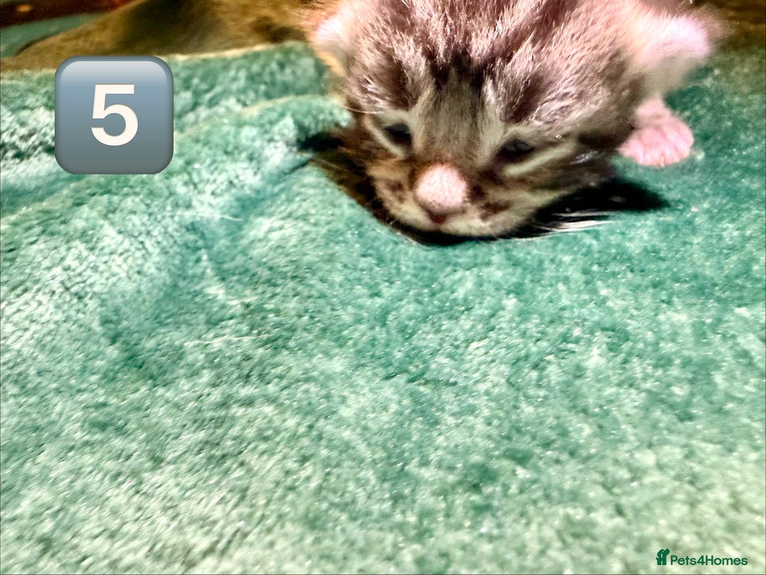 Maine Coon cats for sale: Gorgeous Fluffy Maine Coon Kittens  - Advert 15