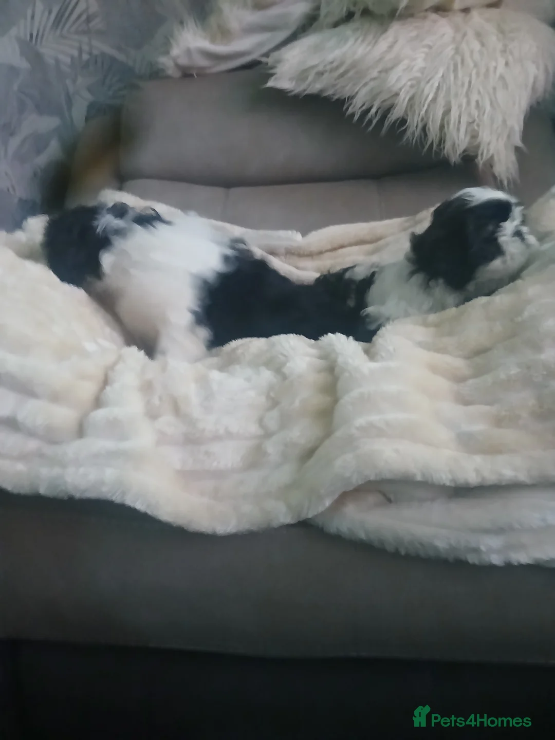 Shih Tzu dogs for sale: 2 beautuful shih  tzu boy puppys - Advert 9